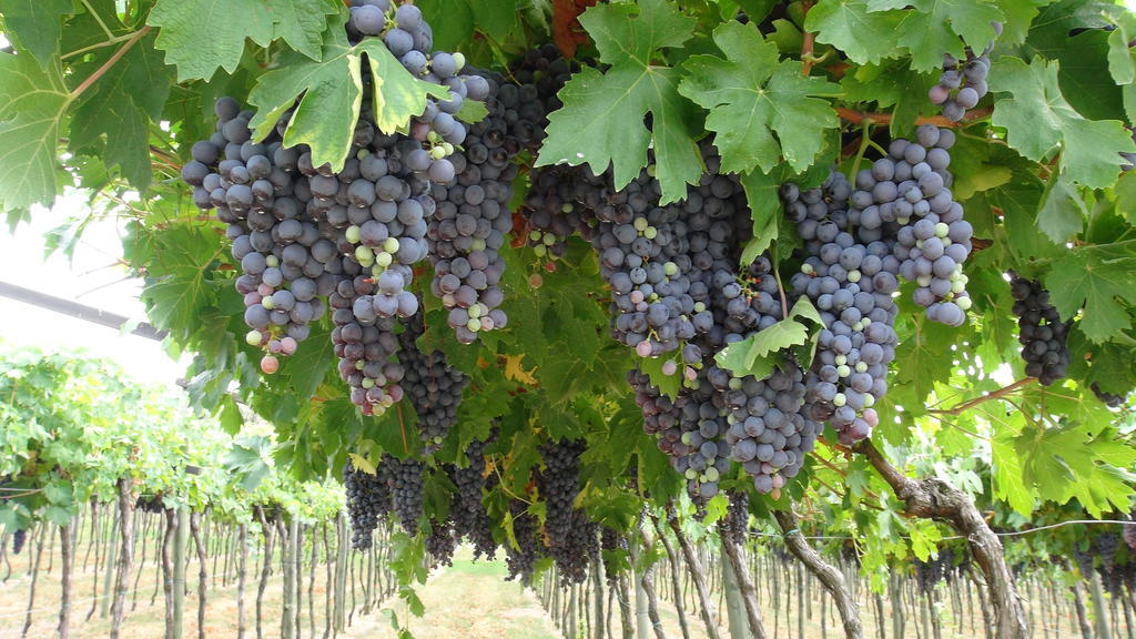 Azienda Agrituristica Corteforte Fumane Bagian luar foto